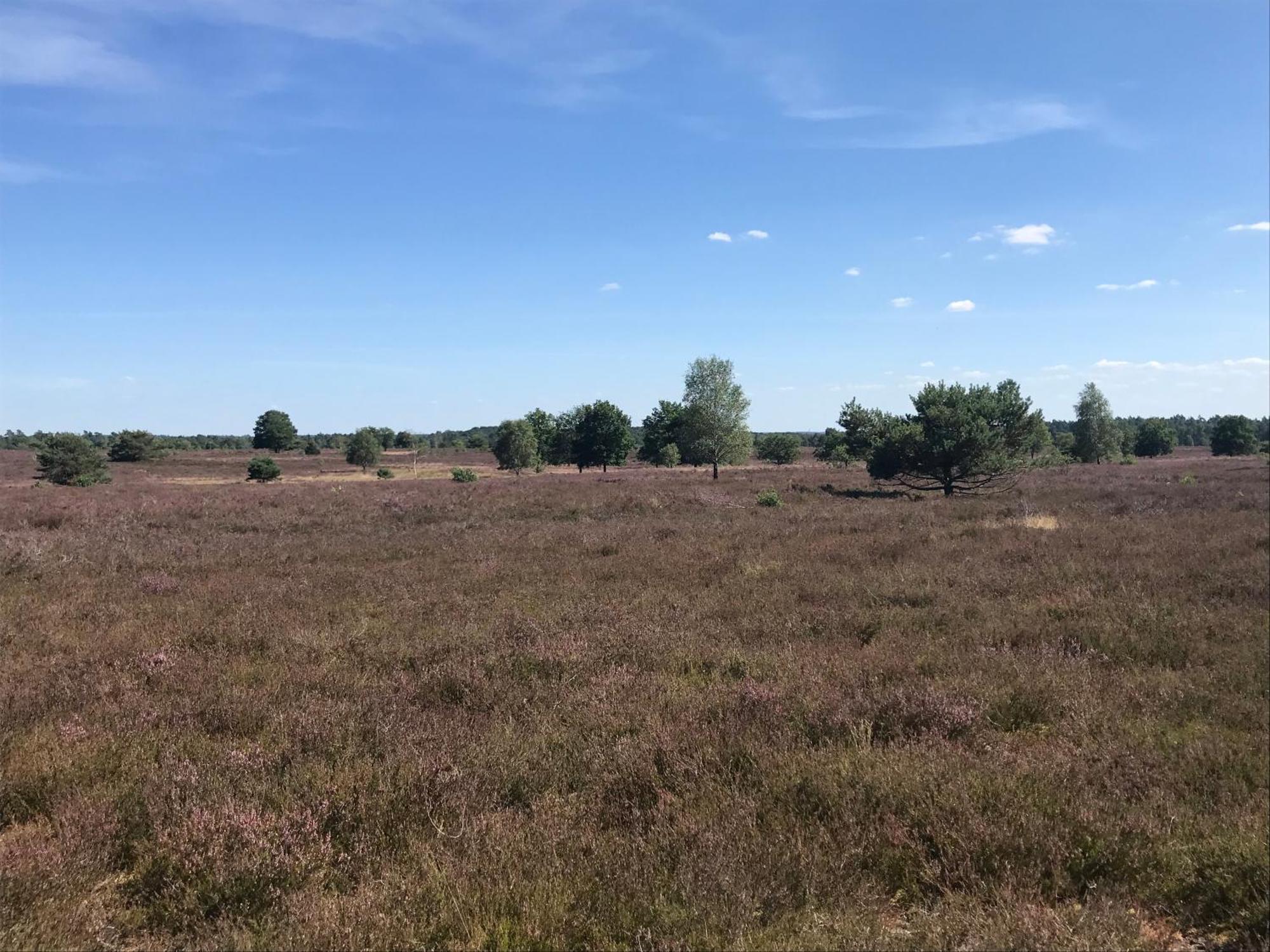 Ferienwohnung Calluna Buchholz in der Nordheide Exteriör bild